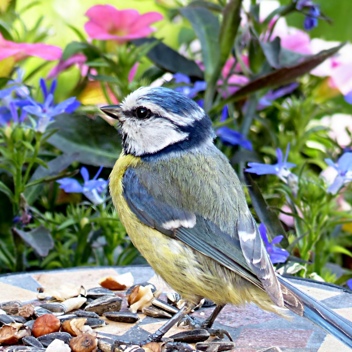 Luring Birds into your Garden