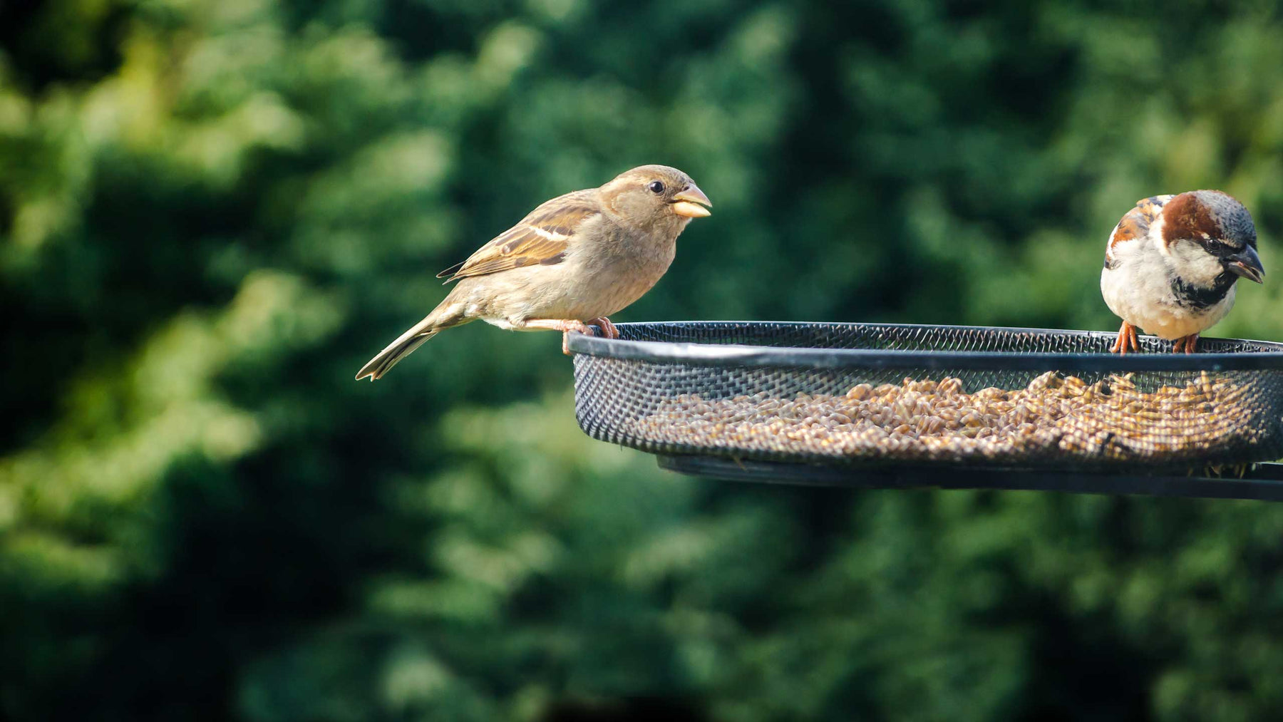 How To Attract Birds To Your Garden